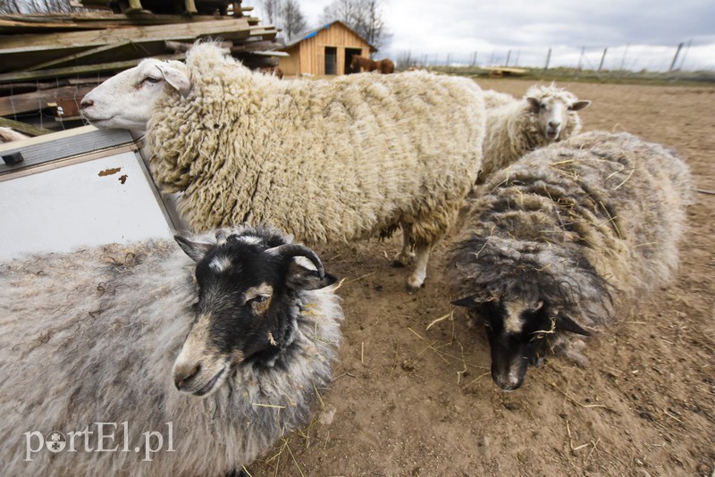 Co słychać w "Jelonkach" pod nowym adresem? zdjęcie nr 199232