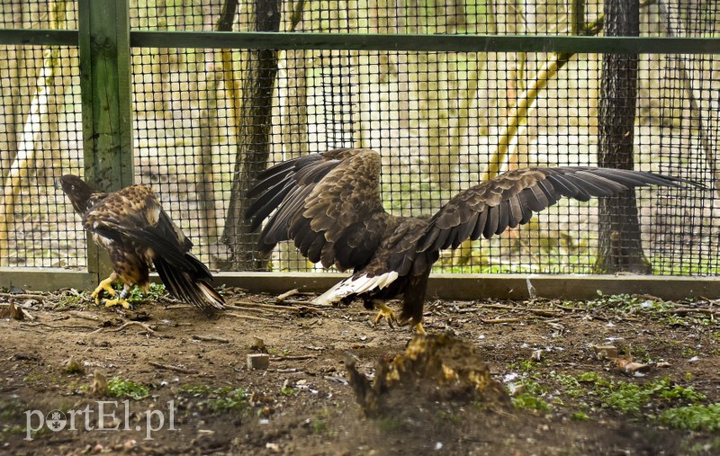 Co słychać w "Jelonkach" pod nowym adresem? zdjęcie nr 199236