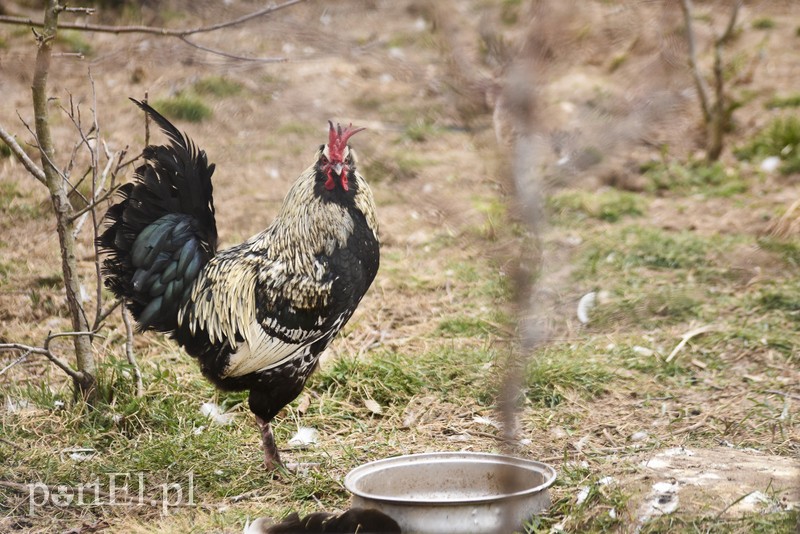 Co słychać w "Jelonkach" pod nowym adresem? zdjęcie nr 199250