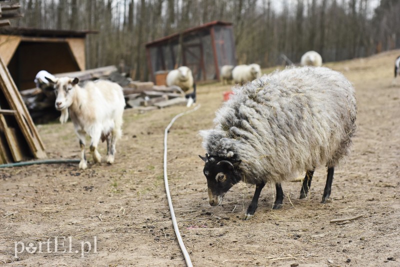 Co słychać w "Jelonkach" pod nowym adresem? zdjęcie nr 199226