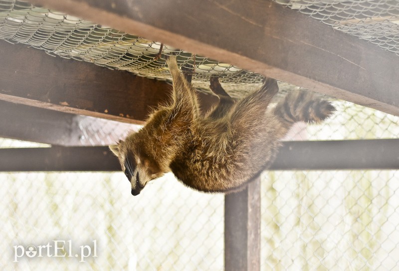 Co słychać w "Jelonkach" pod nowym adresem? zdjęcie nr 199218