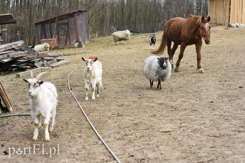 Co słychać w "Jelonkach" pod nowym adresem? zdjęcie nr 199225