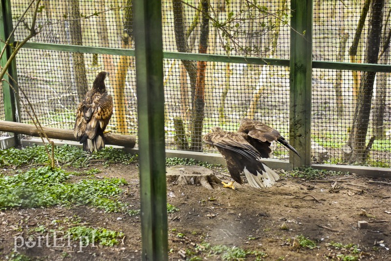 Co słychać w "Jelonkach" pod nowym adresem? zdjęcie nr 199234