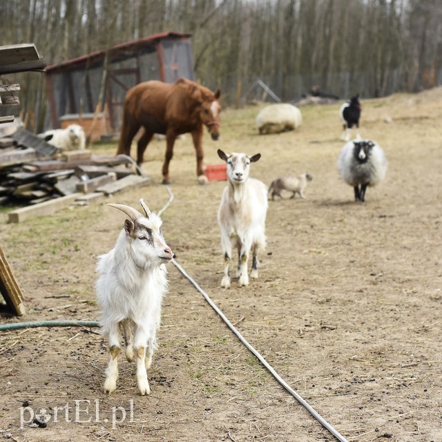 Co słychać w "Jelonkach" pod nowym adresem? zdjęcie nr 199224