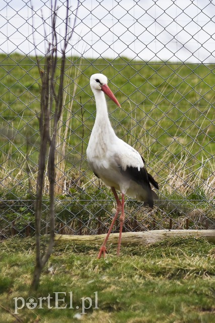 Co słychać w "Jelonkach" pod nowym adresem? zdjęcie nr 199249