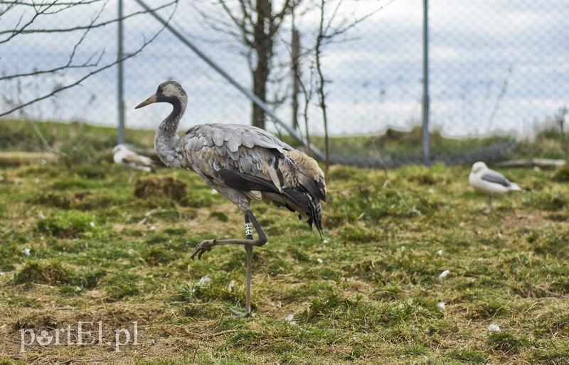 Co słychać w "Jelonkach" pod nowym adresem? zdjęcie nr 199248
