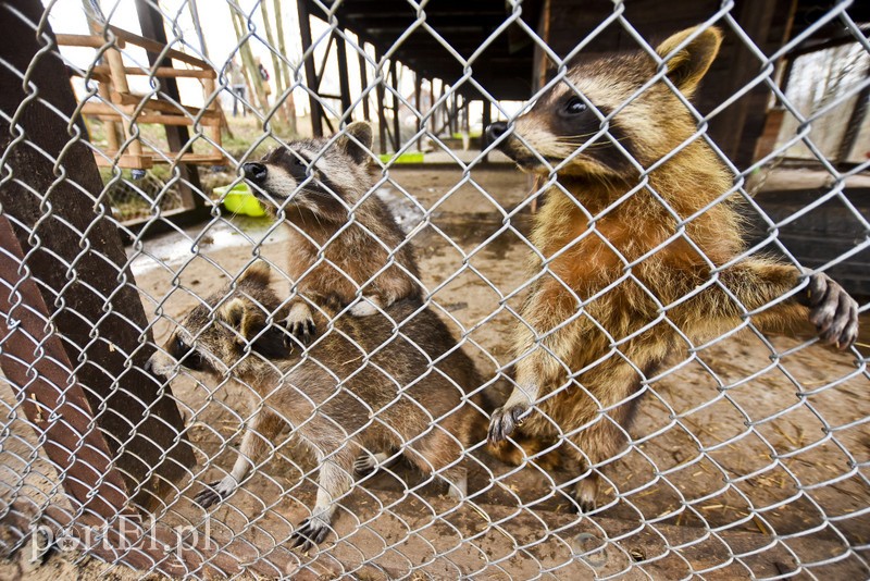 Co słychać w "Jelonkach" pod nowym adresem? zdjęcie nr 199220
