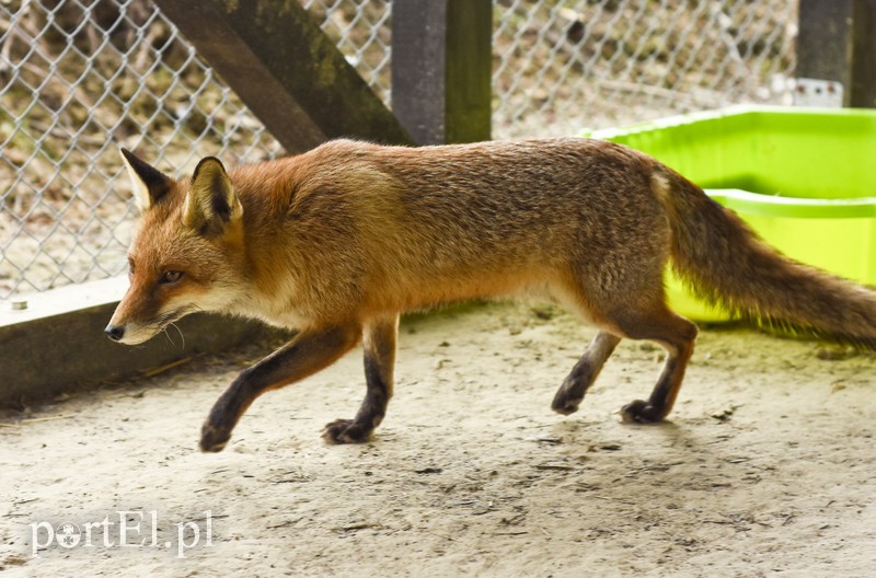 Co słychać w "Jelonkach" pod nowym adresem? zdjęcie nr 199213