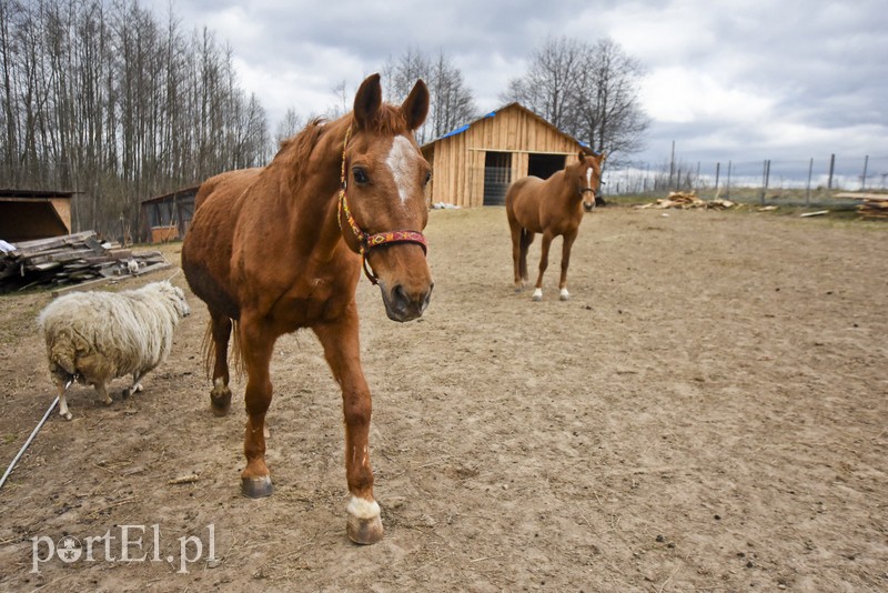 Co słychać w "Jelonkach" pod nowym adresem? zdjęcie nr 199233