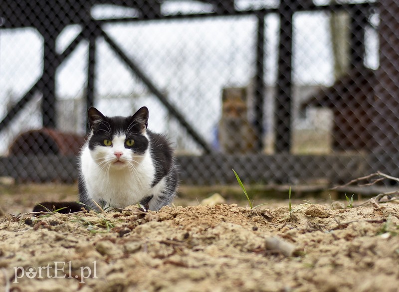 Co słychać w "Jelonkach" pod nowym adresem? zdjęcie nr 199247