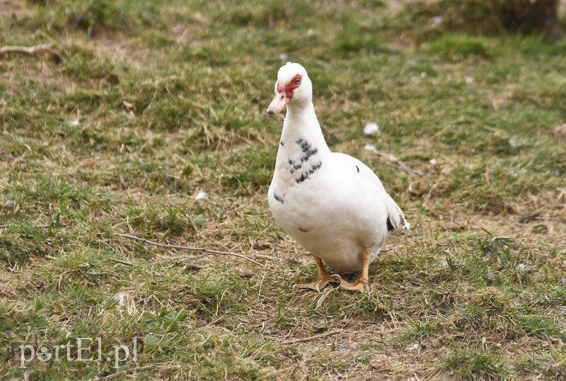 Co słychać w "Jelonkach" pod nowym adresem? zdjęcie nr 199251