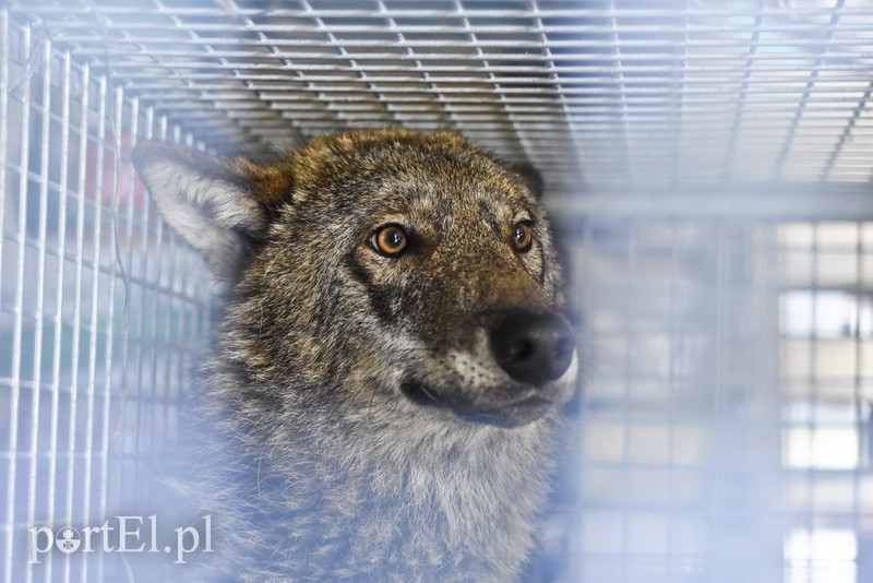 Co słychać w "Jelonkach" pod nowym adresem? zdjęcie nr 199268