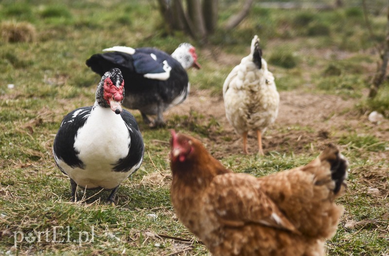 Co słychać w "Jelonkach" pod nowym adresem? zdjęcie nr 199253