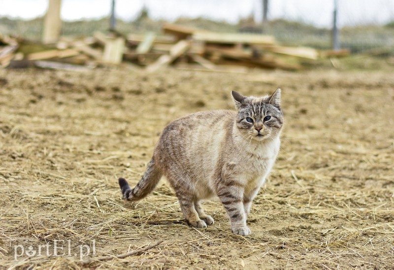 Co słychać w "Jelonkach" pod nowym adresem? zdjęcie nr 199240