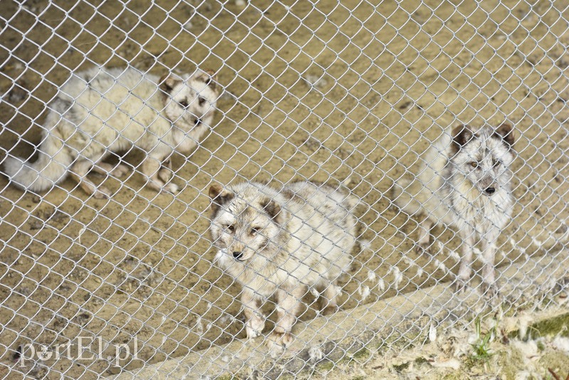 Co słychać w "Jelonkach" pod nowym adresem? zdjęcie nr 199215