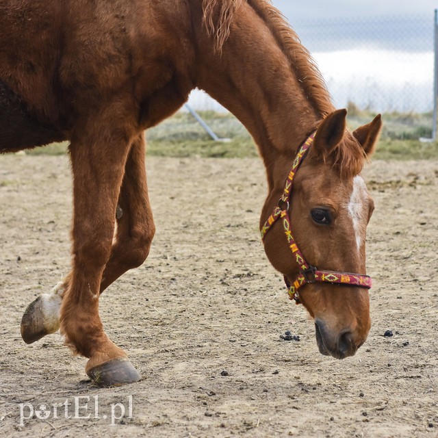 Co słychać w "Jelonkach" pod nowym adresem? zdjęcie nr 199227