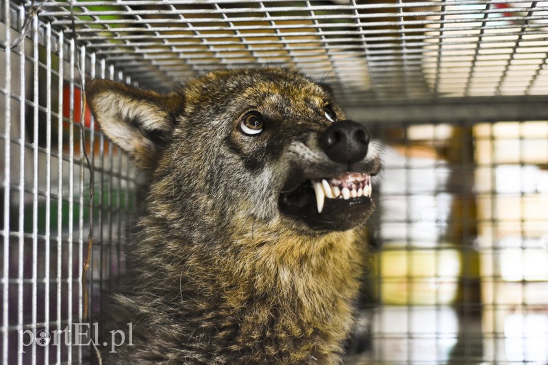 Co słychać w "Jelonkach" pod nowym adresem? zdjęcie nr 199269