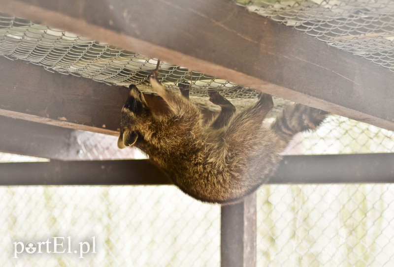 Co słychać w "Jelonkach" pod nowym adresem? zdjęcie nr 199219