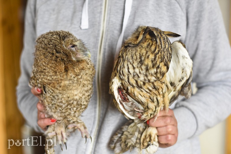 Co słychać w "Jelonkach" pod nowym adresem? zdjęcie nr 199261