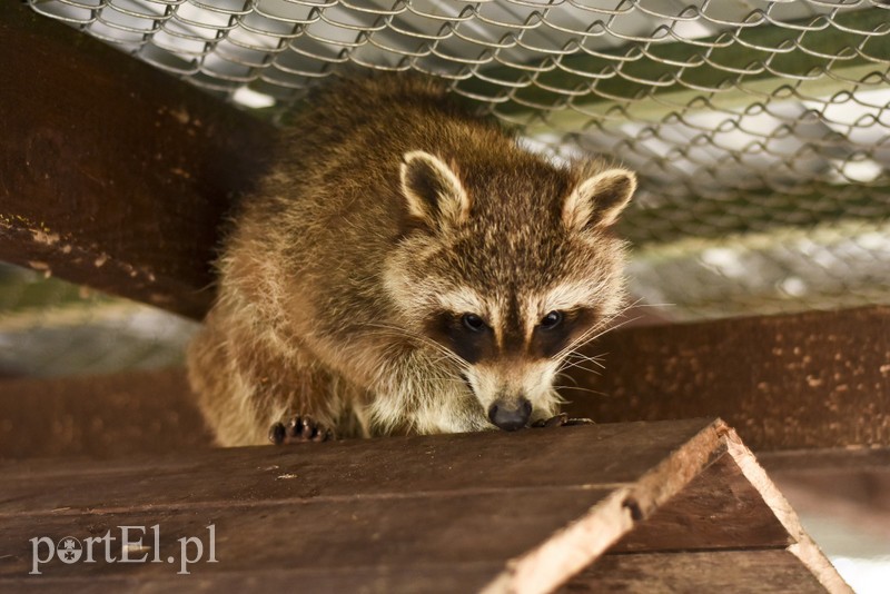 Co słychać w "Jelonkach" pod nowym adresem? zdjęcie nr 199223