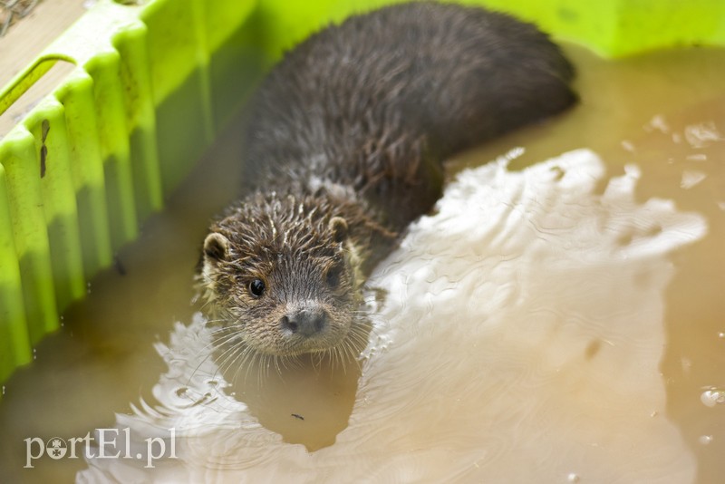 Co słychać w "Jelonkach" pod nowym adresem? zdjęcie nr 199239