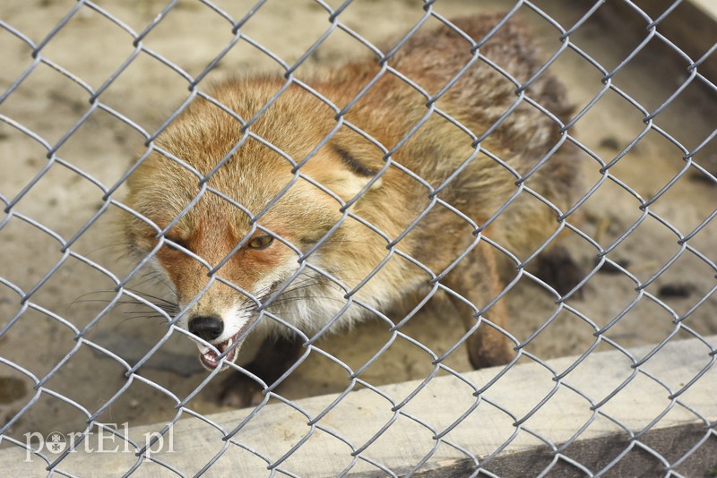 Elbląg Co słychać w Jelonkach pod nowym adresem?