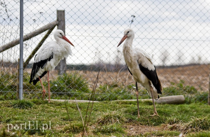 Co słychać w "Jelonkach" pod nowym adresem? zdjęcie nr 199252