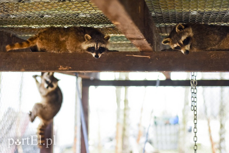 Co słychać w "Jelonkach" pod nowym adresem? zdjęcie nr 199222