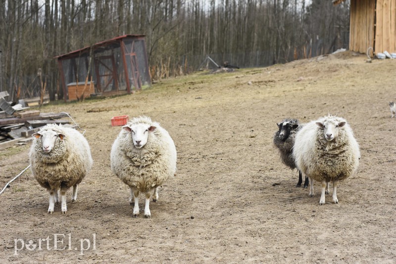 Co słychać w "Jelonkach" pod nowym adresem? zdjęcie nr 199228