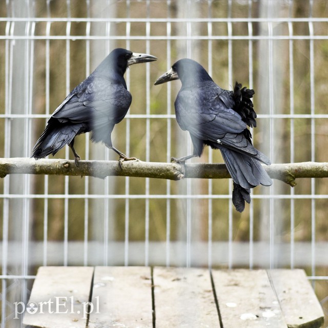 Co słychać w "Jelonkach" pod nowym adresem? zdjęcie nr 199244