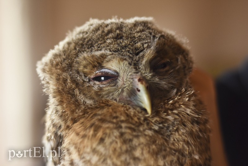 Co słychać w "Jelonkach" pod nowym adresem? zdjęcie nr 199266
