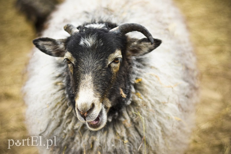 Co słychać w "Jelonkach" pod nowym adresem? zdjęcie nr 199241