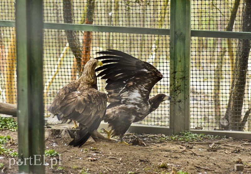 Co słychać w "Jelonkach" pod nowym adresem? zdjęcie nr 199235
