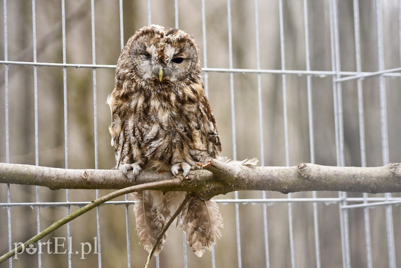 Co słychać w "Jelonkach" pod nowym adresem? zdjęcie nr 199242