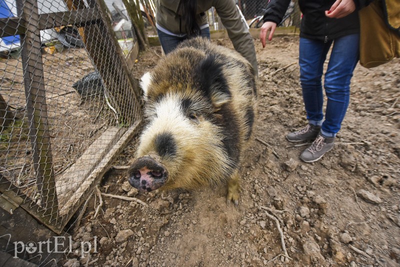 Co słychać w "Jelonkach" pod nowym adresem? zdjęcie nr 199229