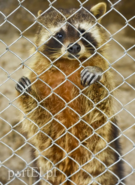 Co słychać w "Jelonkach" pod nowym adresem? zdjęcie nr 199216