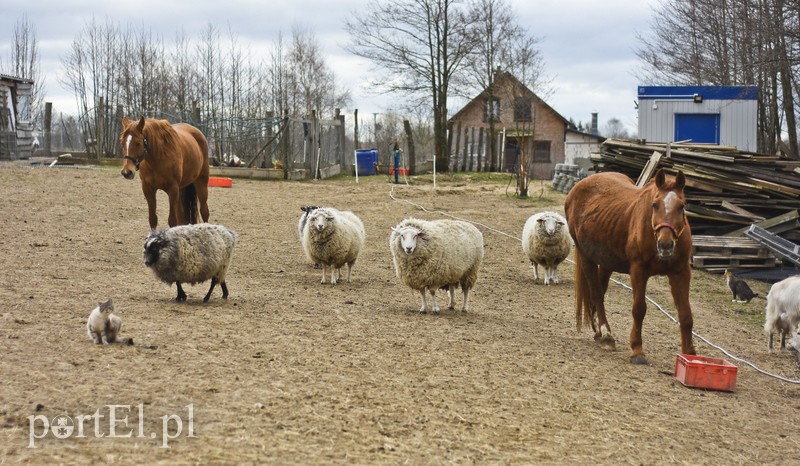Co słychać w "Jelonkach" pod nowym adresem? zdjęcie nr 199238