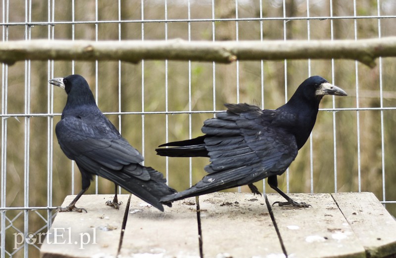 Co słychać w "Jelonkach" pod nowym adresem? zdjęcie nr 199245