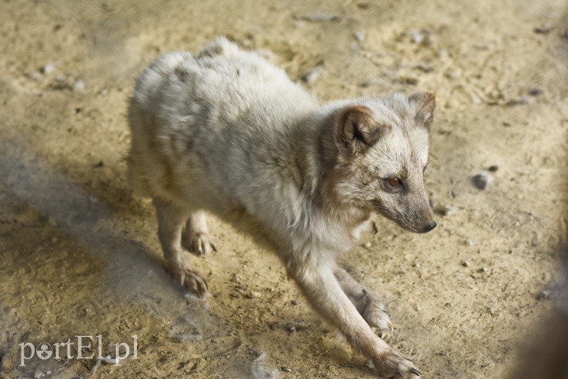 Co słychać w "Jelonkach" pod nowym adresem? zdjęcie nr 199212