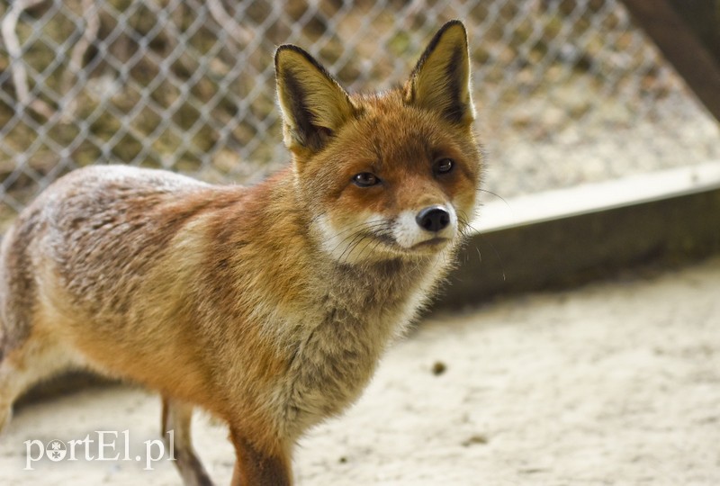 Co słychać w "Jelonkach" pod nowym adresem? zdjęcie nr 199214