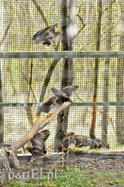 Co słychać w "Jelonkach" pod nowym adresem? zdjęcie nr 199237