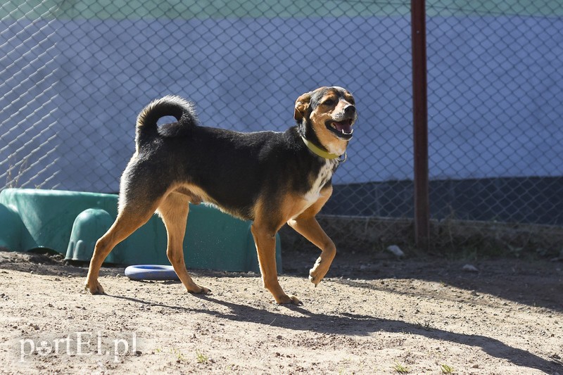Galeria pod psem i kotem (Odc.52) zdjęcie nr 200243
