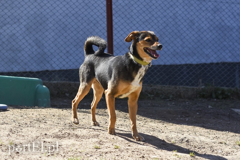 Galeria pod psem i kotem (Odc.52) zdjęcie nr 200245