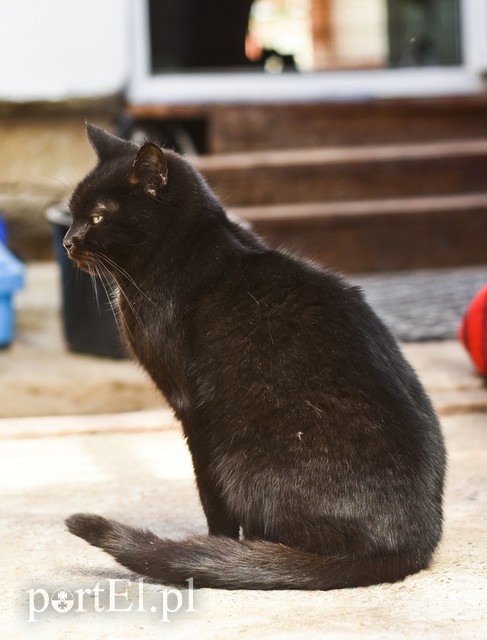 Galeria pod psem i kotem (Odc.52) zdjęcie nr 200255