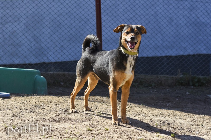 Galeria pod psem i kotem (Odc.52) zdjęcie nr 200246