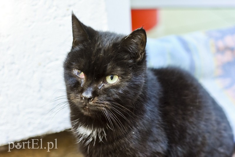 Galeria pod psem i kotem (Odc.52) zdjęcie nr 200254