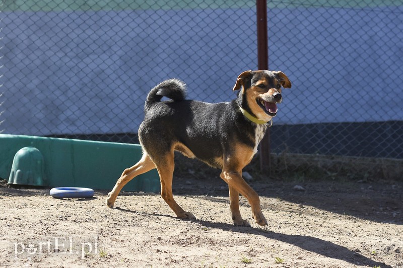Galeria pod psem i kotem (Odc.52) zdjęcie nr 200244