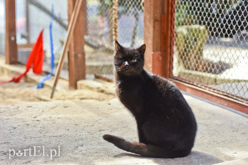 Galeria pod psem i kotem (Odc.52) zdjęcie nr 200256