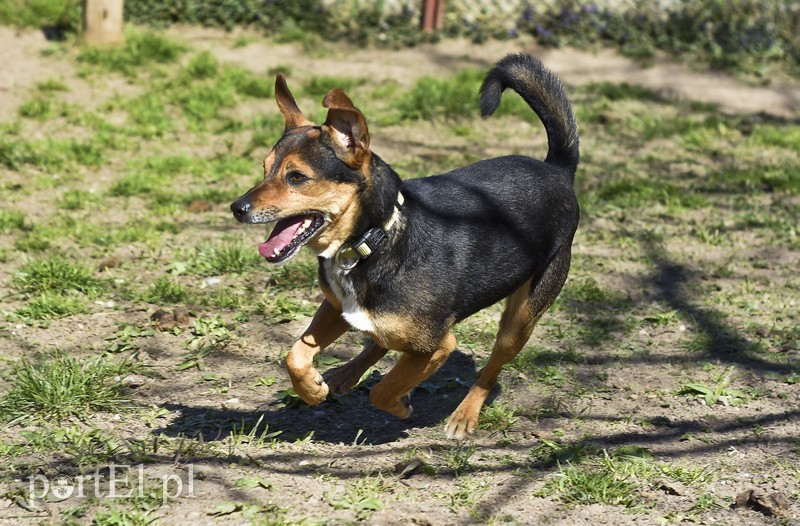 Galeria pod psem i kotem (Odc.52) zdjęcie nr 200247