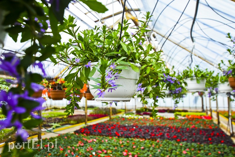 Ozdabiają, pachną i... odstraszają komary zdjęcie nr 200718